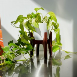 Plantenstandaard met plant in pot